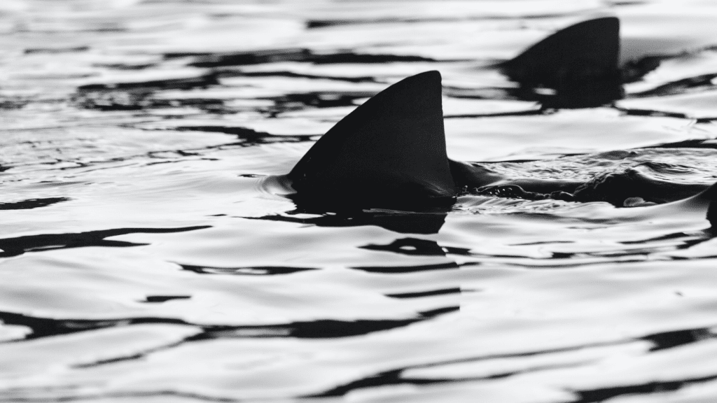 Haifischflosse über dem Wasser